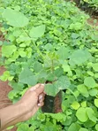 Erythrina Burttii Seedlings (Coral Tree) - 1