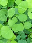 Erythrina Burttii Seedlings (Coral Tree) - 2