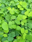 Erythrina Burttii Seedlings (Coral Tree) - 3