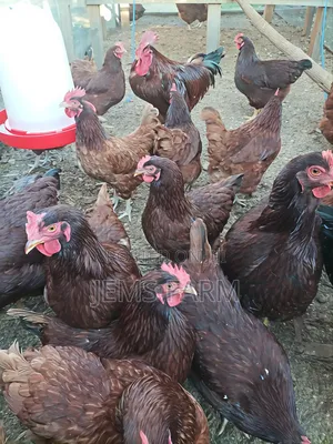 Fertilised Rhodes Island Red Eggs for Hatching