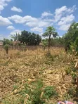 Kahawa Sukari Geoffrey Lourutte Road Prime 1/4 Acre Plot - 4