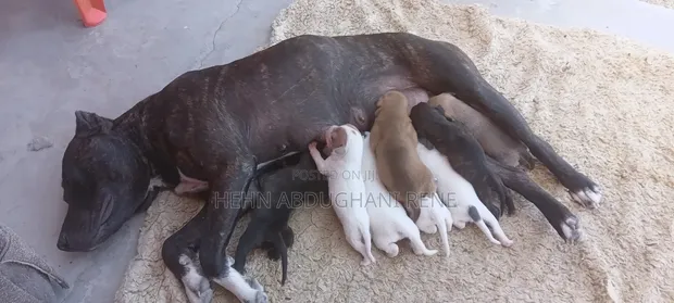 1-3 Month Female Purebred American Pit Bull Terrier - 1