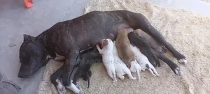 1-3 Month Female Purebred American Pit Bull Terrier