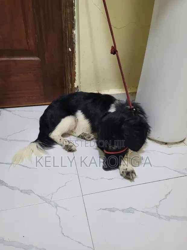 Mbwa wa Mchanganyiko wa Dachshund, Miezi 6-12 - 1