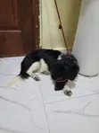 Mbwa wa Mchanganyiko wa Dachshund, Miezi 6-12 - 1