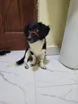 Mbwa wa Mchanganyiko wa Dachshund, Miezi 6-12 - 2
