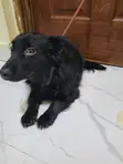 Mbwa wa Mchanganyiko wa Dachshund, Miezi 6-12 - 3