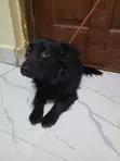 Mbwa wa Mchanganyiko wa Dachshund, Miezi 6-12 - 4