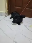 Mbwa wa Mchanganyiko wa Dachshund, Miezi 6-12 - 5