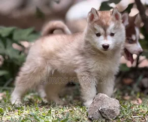 Mtoto wa Mbwa wa Kisiberia Husky Safi - Mume wa Miezi 1-3