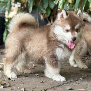 Purebred Siberian Husky Puppy - 1-3 Months Male