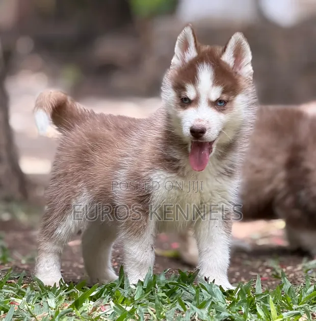 Purebred Siberian Husky Puppy - 1-3 Months Male - 1
