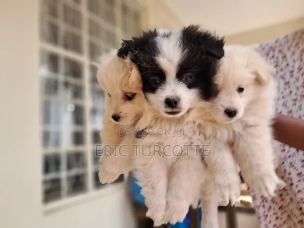 Female Mixed Breed Dog - 1-3 Months Old - 1