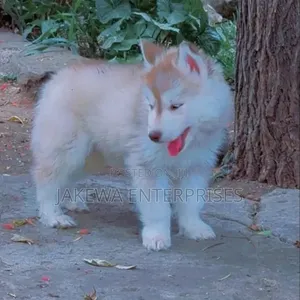 Female Purebred Siberian Husky Puppy (1-3 Months)