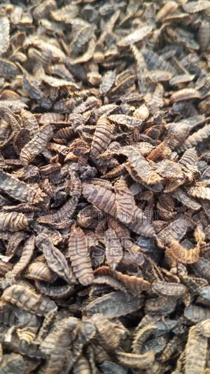 Dried Black Soldier Fly (BSF) Larvae