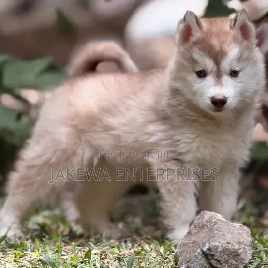Mbwa wa Kiume wa Kisiberia Husky Safi (Miezi 1-3) - 1