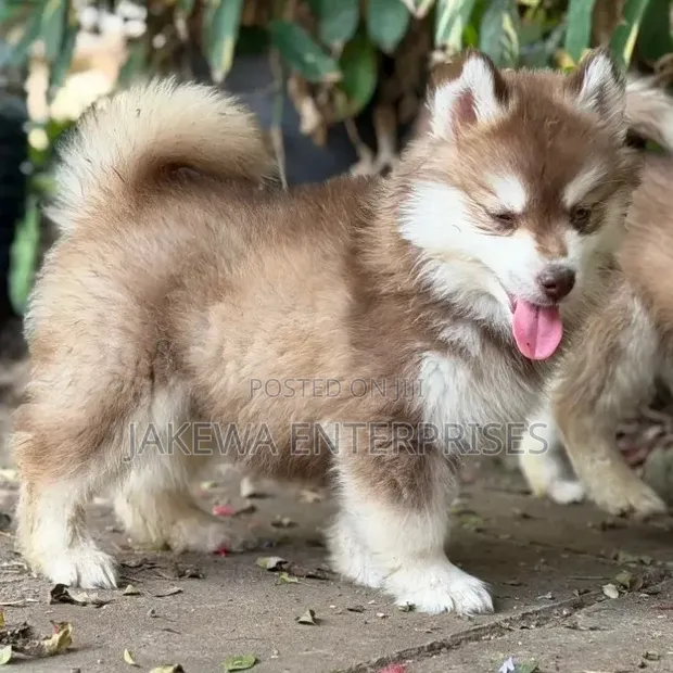 1-3 Month Male Purebred Siberian Husky Puppy - 1