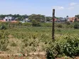 Eka ya Robo ya Makazi Inauzwa Nairobi Ndogo, Kikuyu - 4