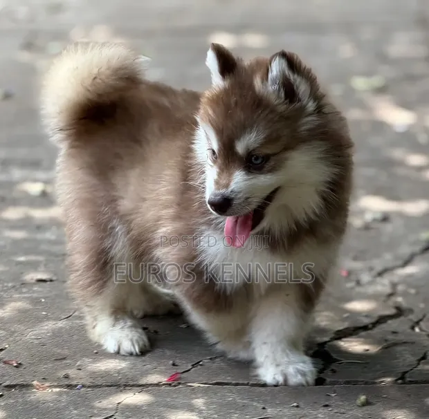 1-3 Month Male Purebred Siberian Husky Puppy - 1
