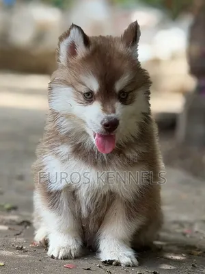 1-3 Month Male Purebred Siberian Husky Puppy