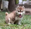 1-3 Month Male Purebred Siberian Husky Puppy - 3