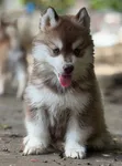 1-3 Month Male Purebred Siberian Husky Puppy - 4