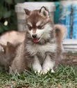1-3 Month Male Purebred Siberian Husky Puppy - 5