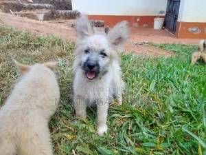Female Mixed Breed Japanese Spitz Puppy (1-3 Months)