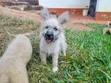 Female Mixed Breed Japanese Spitz Puppy (1-3 Months) - 1