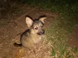 Female Mixed Breed Japanese Spitz Puppy (1-3 Months) - 2