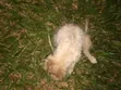 Female Mixed Breed Japanese Spitz Puppy (1-3 Months) - 3