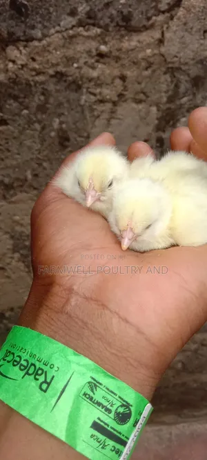 Day Old Broilers - Ross 308