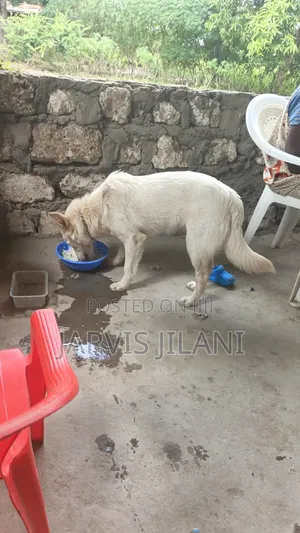 Kijerumani Shepherd Mume Mwenye Umri wa Miezi 3-6 Safi