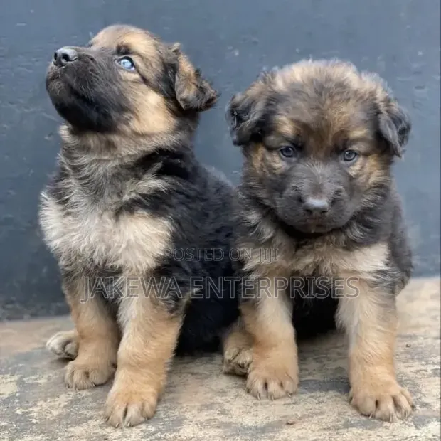 Purebred German Shepherd Puppy (1-3 Months) - 1