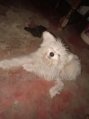 Purebred Maltese Puppy - 3-6 Months Female