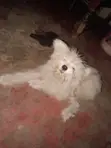 Purebred Maltese Puppy - 3-6 Months Female - 1