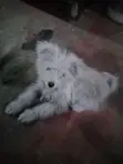 Purebred Maltese Puppy - 3-6 Months Female - 2