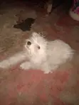 Purebred Maltese Puppy - 3-6 Months Female - 3