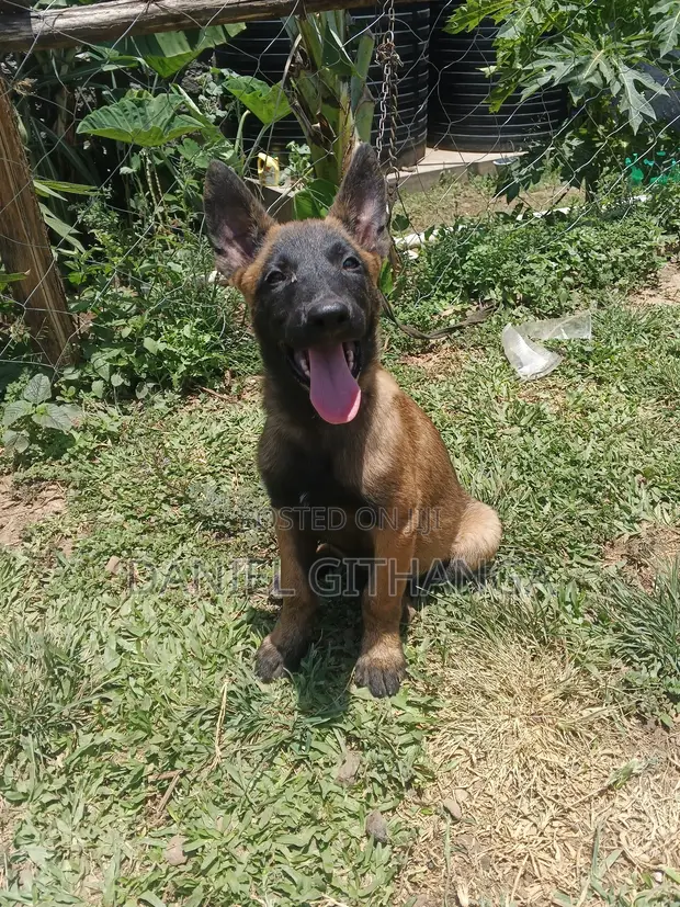 3-Month Male Purebred Belgian Malinois Puppy - 1
