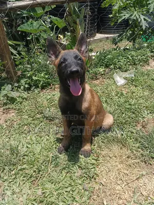 3-Month Male Purebred Belgian Malinois Puppy