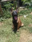 3-Month Male Purebred Belgian Malinois Puppy - 1