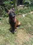 3-Month Male Purebred Belgian Malinois Puppy - 2