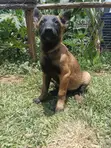 3-Month Male Purebred Belgian Malinois Puppy - 3