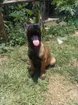 3-Month Male Purebred Belgian Malinois Puppy - 4
