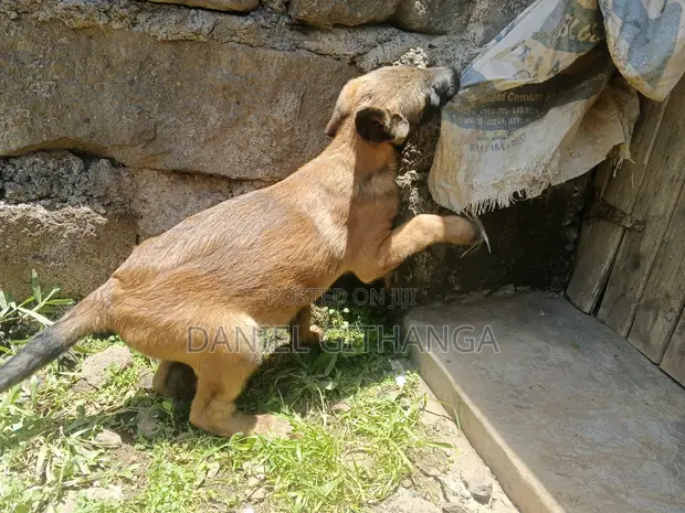 Mbwa Mzaliwa Safi wa Kiume wa Belgian Malinois wa Miezi 3 - 1