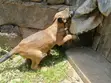 3-Month Male Purebred Belgian Malinois Puppy - 5