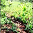4 Acres Land for Sale, Mbeti Gachoka Embu - 2