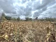 Residential Plot for Sale, Milimani Kitengela - 1