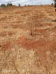Ekalakala: Eka 5 Zinazogusa Masinga Dam - Kwa Eka - 2