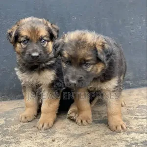 Purebred German Shepherd Puppy - 1-3 Months Male